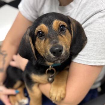 Cerberus -  Mixed Breed Dog for Adoption in Charleston, West Virginia - Cerberus | PetCurious