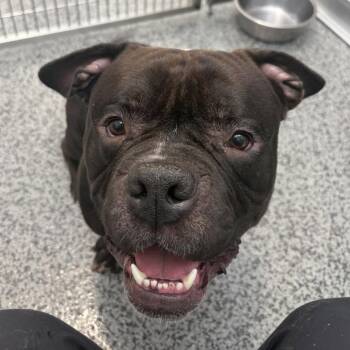Alfred -  English Bulldog Dog for Adoption in Cedar Rapids, Iowa - Alfred | PetCurious