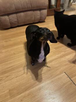 Dachshund Dogs Available for Adoption - Shakira | PetCurious