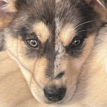 Husky and German Shepherd Dog Dogs Available for Adoption - Brandy | PetCurious