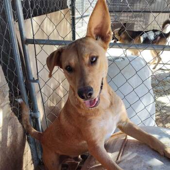 Sawyer -  German Shepherd Dog Dog for Adoption - Sawyer | PetCurious