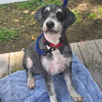 Shaka -  Bernadoodle Dog for Adoption in Castle Shann, Pennsylvania - Shaka | PetCurious