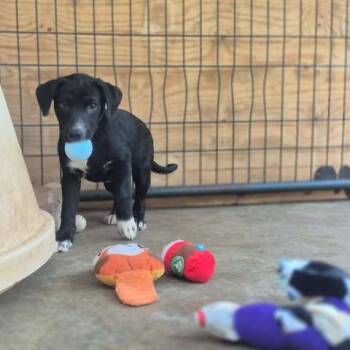Flash -  Beagle and Mixed Breed Dog for Adoption in Dover, Arkansas - Flash | PetCurious