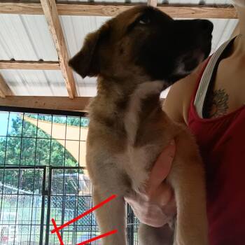 Aldi -  German Shepherd Dog Dog for Adoption in Pekin, Illinois - Aldi | PetCurious