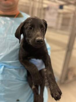 Libelula -  Flat Coated Retriever and German Shepherd Dog Dog for Adoption in Fresno, California - Libelula | PetCurious