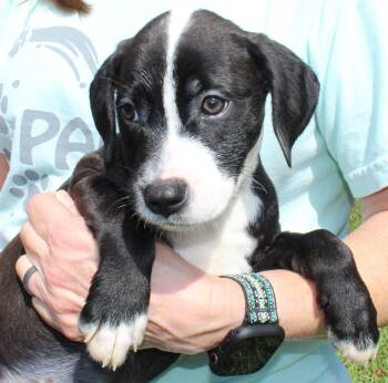 Rudie 44336 -  Retriever Dog for Adoption in Prattville, Alabama - Rudie 44336 | PetCurious