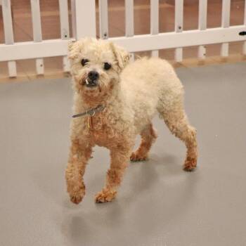 Poodle Dogs Available for Adoption in Port Washington, New York - Bucky | PetCurious