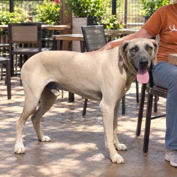 Boone -  Hound and Weimaraner Dog for Adoption in Seguin, Texas - Boone | PetCurious