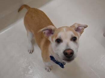 Kona -  Siberian Husky and Pit Bull Terrier Dog for Adoption in Portland, Oregon - Kona | PetCurious