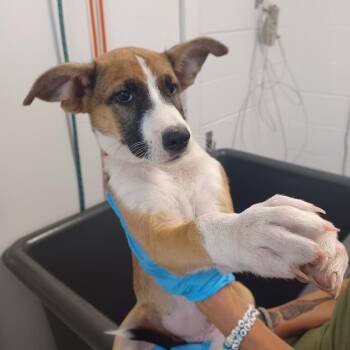 Comet -  Shepherd and Husky Dog for Adoption in Hattiesburg, Mississippi - Comet | PetCurious
