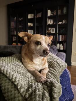 Rescue Chihuahua Dogs for Adoption in Columbia, Missouri - Guy | PetCurious