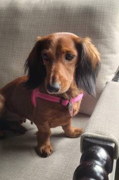 Rescue Dachshund Dogs for Adoption in Shelbyville, Tennessee - Pip In NC | PetCurious
