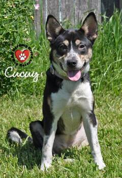 Cattle Dog and German Shepherd Dog Dogs Available for Adoption in Joliet, Illinois - Cucuy | PetCurious