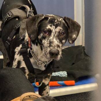 Marble -  Catahoula Leopard Dog and Mixed Breed Dog for Adoption in Great Falls, Montana - Marble | PetCurious