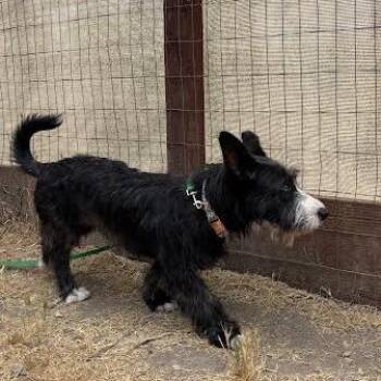 Milly -  Terrier Dog for Adoption in Sonoma, California - Milly | PetCurious