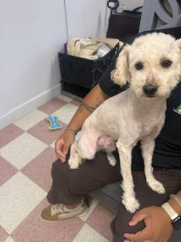 Coffee -  Poodle and Shih Tzu Dog for Adoption in Ontario, California - Coffee | PetCurious