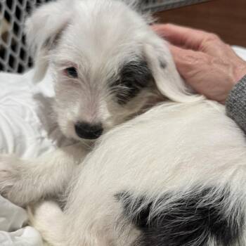 Mixed Breed Dogs Available for Adoption - Brie | PetCurious