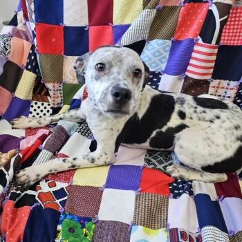 Rescue Mixed Breed Dogs for Adoption in Garden City, Kansas - Tony | PetCurious