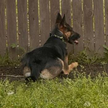 Willow -  German Shepherd Dog Dog for Adoption in Tulsa, Oklahoma - Willow | PetCurious