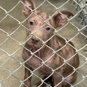 Rescue American Bulldog and Catahoula Leopard Dog Dogs for Adoption in Grand Bay, Alabama - Asher | PetCurious