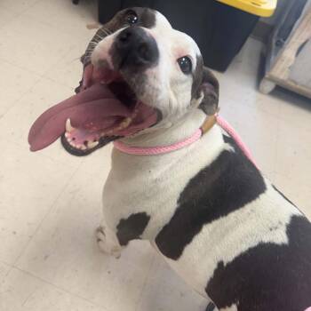 Lady Mae -  Terrier and Mixed Breed Dog for Adoption in Jacksboro, Tennessee - Lady Mae | PetCurious