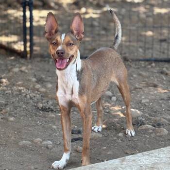 GIBLET -  Rat Terrier and Chihuahua Dog for Adoption in St. Augustine, Florida - GIBLET | PetCurious