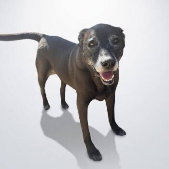 Pickles -  Black Labrador Retriever Dog for Adoption in Seguin, Texas - Pickles | PetCurious
