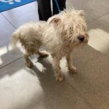 YORK-Stray-15898 -  Terrier Dog for Adoption in York, Pennsylvania - YORK-Stray-15898 | PetCurious