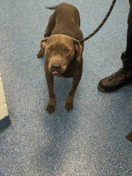 26-364 Smokey -  Pit Bull Terrier Dog for Adoption in Tarboro, North Carolina - 26-364 Smokey | PetCurious