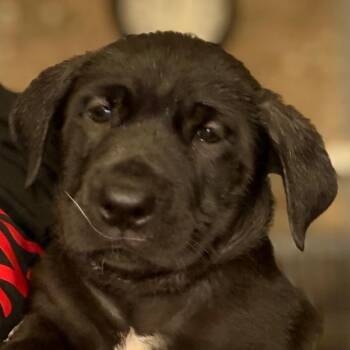 Kelly - Lt green -  Cane Corso Dog for Adoption in Greenfield, Indiana - Kelly - Lt Green | PetCurious