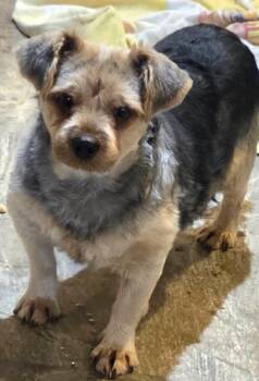 Tubby -  Yorkshire Terrier Dog for Adoption in Decatur, Georgia - Tubby | PetCurious