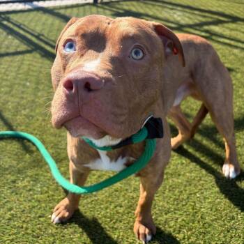 Mixed Breed Dogs Available for Adoption in Philadelphia, Pennsylvania - Brindley | PetCurious