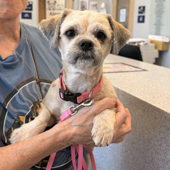 Sophie -  Shih Tzu and Mixed Breed Dog for Adoption in Marshall, Texas - Sophie | PetCurious