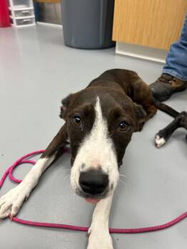 Inkay (Pokémon x3) -  Mountain Cur and Labrador Retriever Dog for Adoption in Hartsville, South Carolina - Inkay (Pokémon X3) | PetCurious