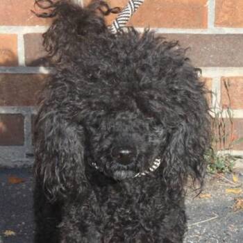 Laurel -  Poodle and Mixed Breed Dog for Adoption in Elk Grove Village, Illinois - Laurel | PetCurious
