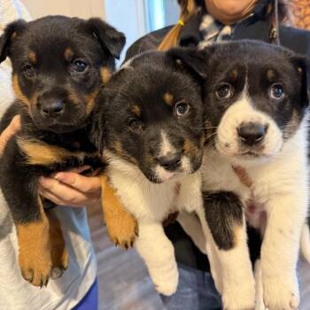 Mountain Dog and Rottweiler Dogs Available for Adoption - 968 (2025) Bullseye | PetCurious