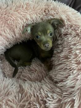 Bubba of Mothers Love -  Dachshund and Chihuahua Dog for Adoption in Ocala, Florida - Bubba Of Mothers Love | PetCurious