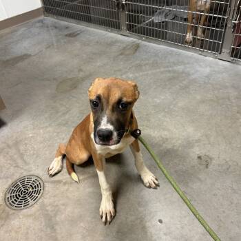 Rescue Pit Bull Terrier Dogs for Adoption in Ottawa, Kansas - Autumn | PetCurious