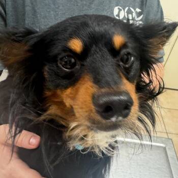 Dori -  Mixed Breed Dog for Adoption in Pekin, Illinois - Dori | PetCurious