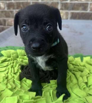 Rescue Border Collie and Labrador Retriever Dogs for Adoption in Kiowa, Oklahoma - Billy The Kid | PetCurious