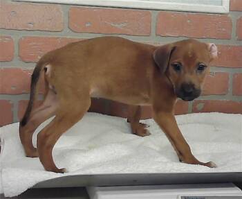 A2087024 -  Staffordshire Bull Terrier and Mixed Breed Dog for Adoption in Houston, Texas - A2087024 | PetCurious