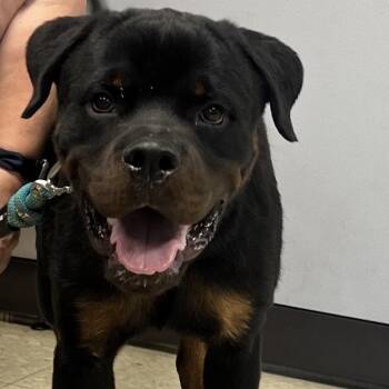 Richard -  Rottweiler Dog for Adoption in East St. Louis, Illinois - Richard | PetCurious