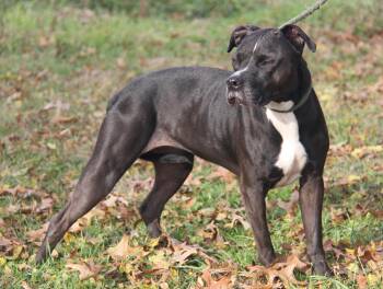 Rescue Pit Bull Terrier Dogs for Adoption in Marietta, Ohio - Fleming | PetCurious