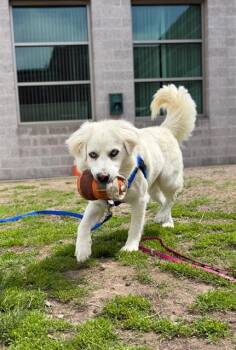 Siberian Husky and Mixed Breed Dogs Available for Adoption in Boston, Massachusetts - TWISTER | PetCurious