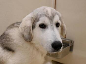 Rescue Great Pyrenees Dogs for Adoption in Portland, Oregon - Arepa | PetCurious