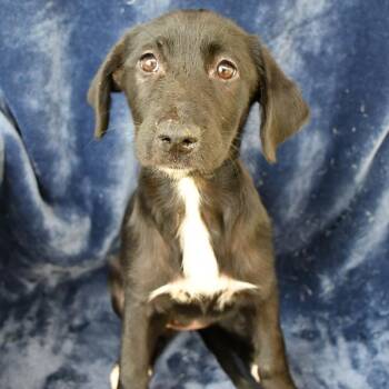 Jade -  Shepherd and Black Labrador Retriever Dog for Adoption in Beaumont, Texas - Jade | PetCurious