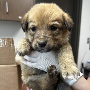 Shepherd and Mixed Breed Dogs Available for Adoption - Whatchamacallit | PetCurious