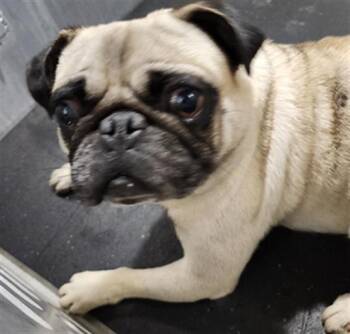 PUDGE -  Pug Dog for Adoption in San Antonio, Texas - PUDGE | PetCurious