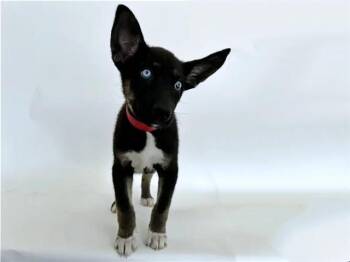 TIMBER -  Terrier Dog for Adoption in Brentwood, Missouri - TIMBER | PetCurious