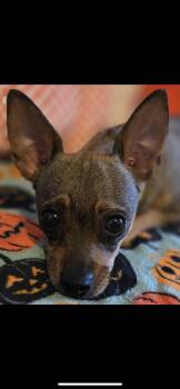Tootsie -  Chihuahua and Miniature Dachshund Dog for Adoption in New Haven, Connecticut - Tootsie | PetCurious